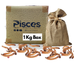 True Bugs Live Superworm -  1 Kg Box