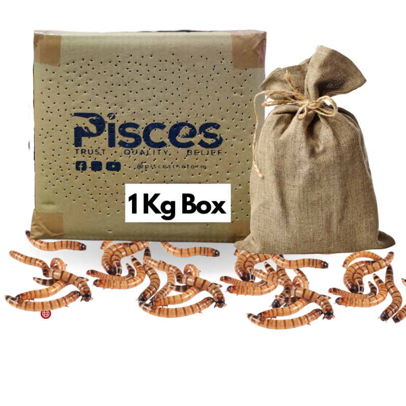 True Bugs Live Superworm -  1 Kg Box