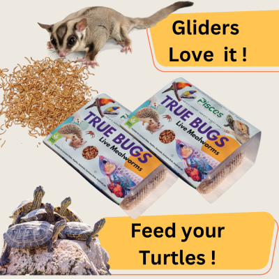 TRUE BUG LIVE MEALWORMS 300+ (BABY SIZE)