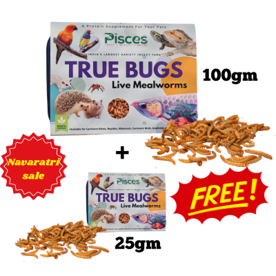 TRUE BUGS LIVE MEALWORMS (25GM BOX) 300+ pcs