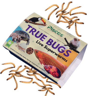 True Bugs Live Superworms (50Pcs BOX) - For Fishes, birds, reptiles, mammals, rodents, etc