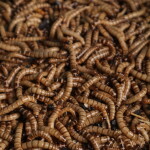 True Bugs Live Superworm -  1 Kg Box