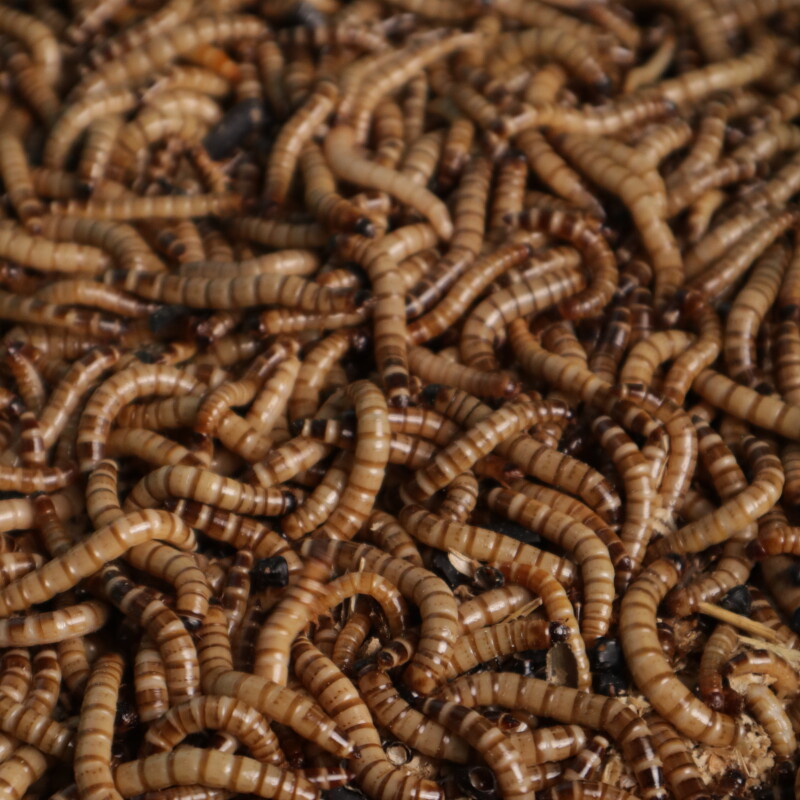 True Bugs Live Superworm -  1 Kg Box