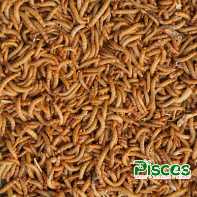 TRUE BUG LIVE MEALWORMS (BABY SIZE)