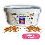 TRUE BUG LIVE MEALWORMS 300+ (BABY SIZE)