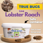 PISCES TRUE BUGS LIVE LOBSTER ROACHES (25 pieces box)