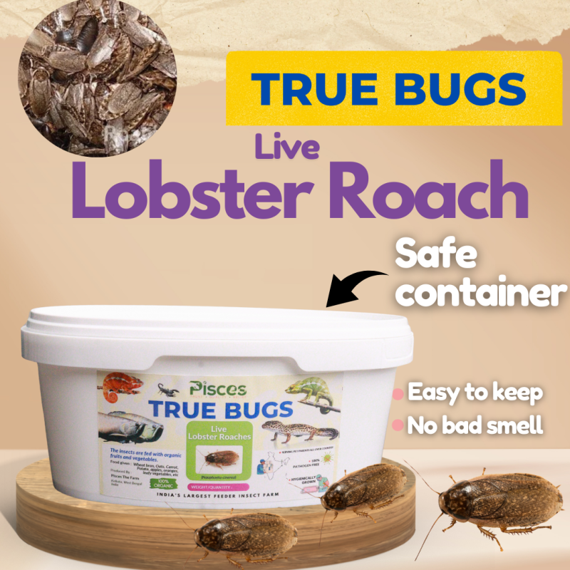 PISCES TRUE BUGS LIVE LOBSTER ROACHES (25 pieces box)