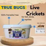 Live Crickets for Sale Online India | Premium Feeder Insects | Pisces