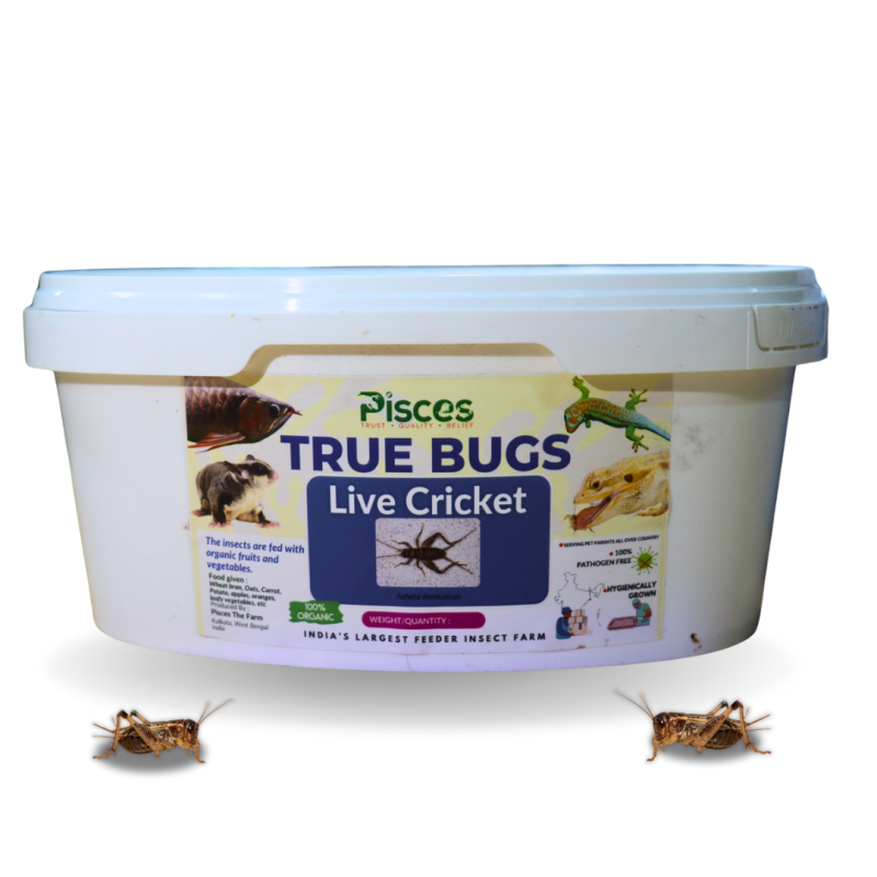 Live Crickets for Sale Online India | Premium Feeder Insects | Pisces