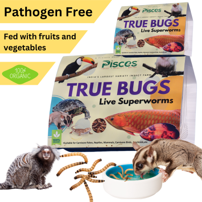 True Bugs Live Superworms (50Pcs BOX) - For Fishes, birds, reptiles, mammals, rodents, etc