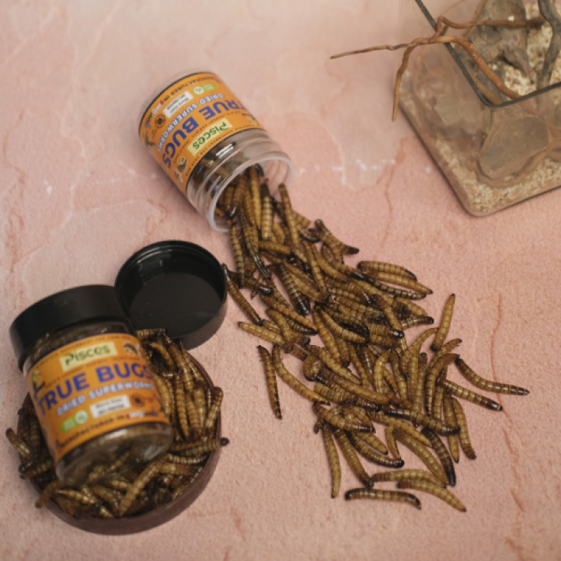 TRUE BUGS DRIED SUPERWORMS FOR PETS (TURTLES, MARMOSET, HEDGEHOG ETC) 100ml Pack