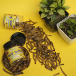 PISCES TRUE BUGS Dried SUPERWORMS for Fishes (100ml Pack) - Arowana Food, Flowerhorn Food, Cichlid Food, Bird Food, Reptile Food, Marmoset