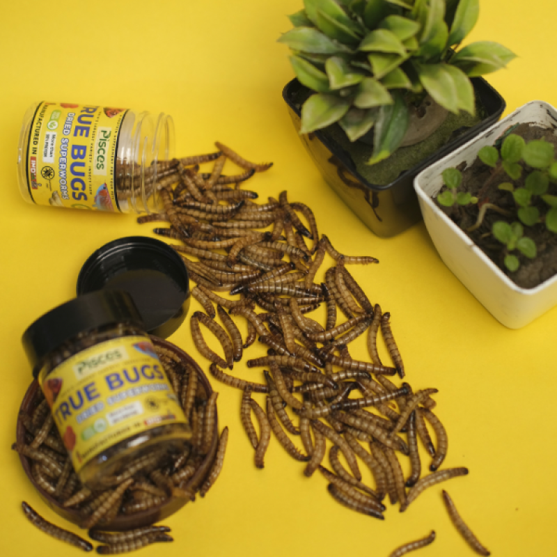 PISCES TRUE BUGS Dried SUPERWORMS for Fishes (100ml Pack) - Arowana Food, Flowerhorn Food, Cichlid Food, Bird Food, Reptile Food, Marmoset