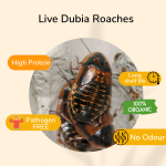 PISCES TRUE BUGS LIVE DUBIA ROACHES (15 pieces box)