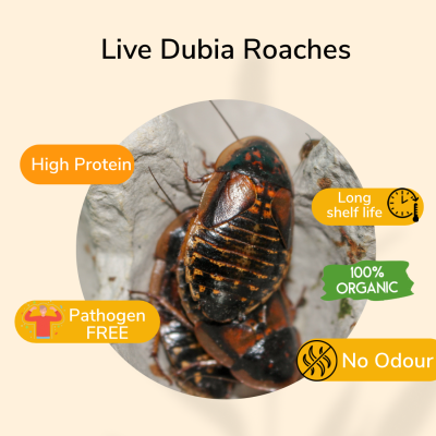 PISCES TRUE BUGS LIVE DUBIA ROACHES (5 pieces box)