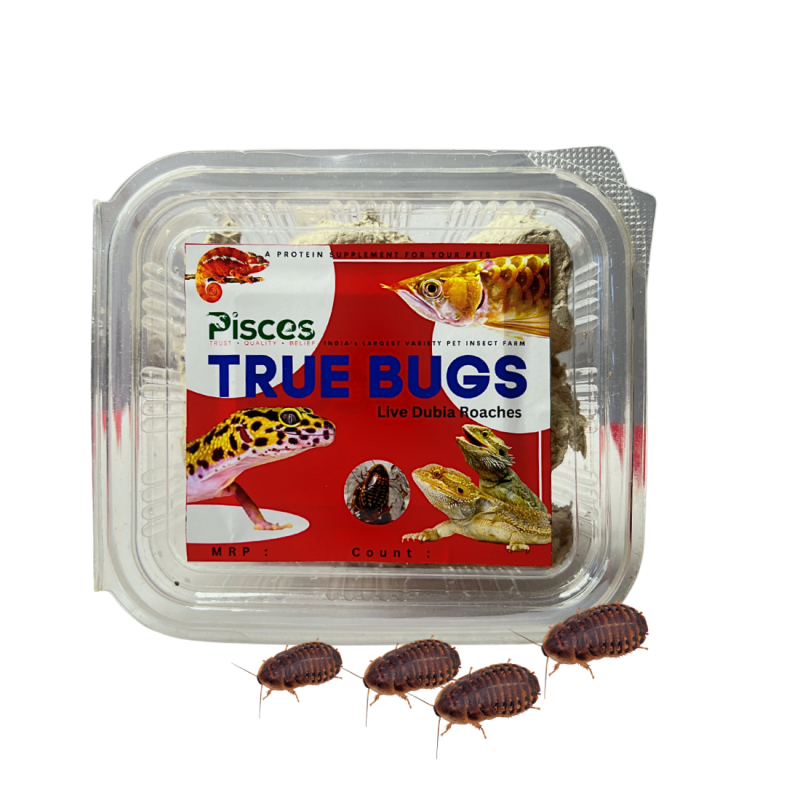 PISCES TRUE BUGS LIVE DUBIA ROACHES (15 pieces box)
