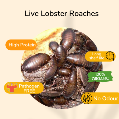 PISCES TRUE BUGS LIVE LOBSTER ROACHES (25 pieces box)