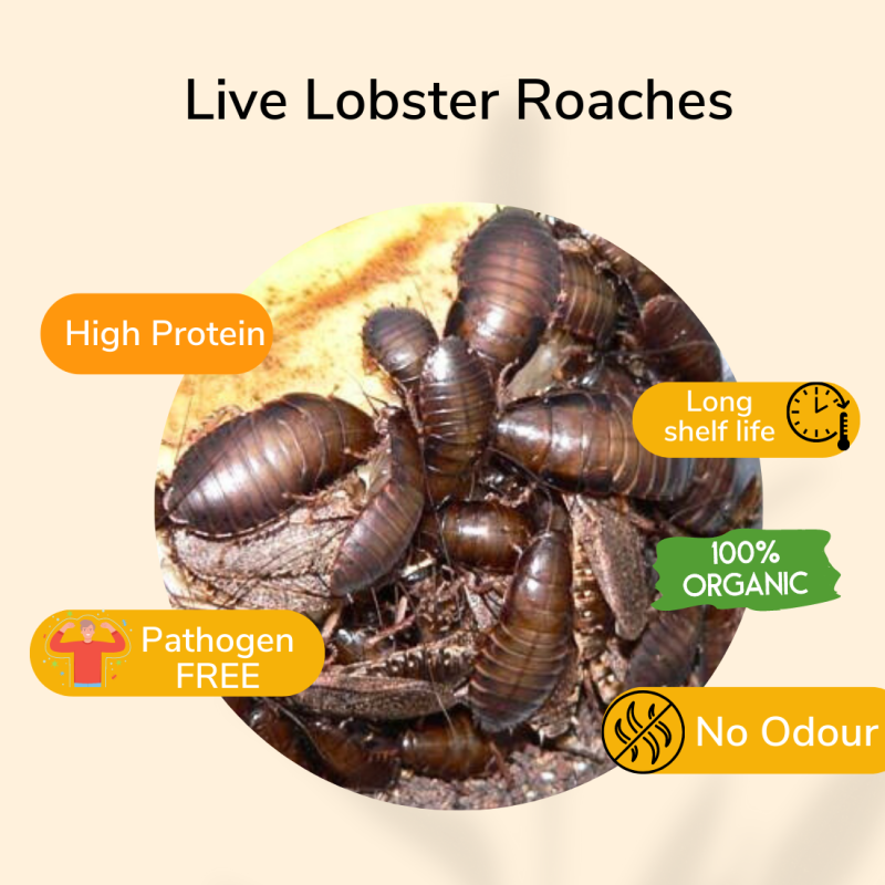 PISCES TRUE BUGS LIVE LOBSTER ROACHES (25 pieces box)